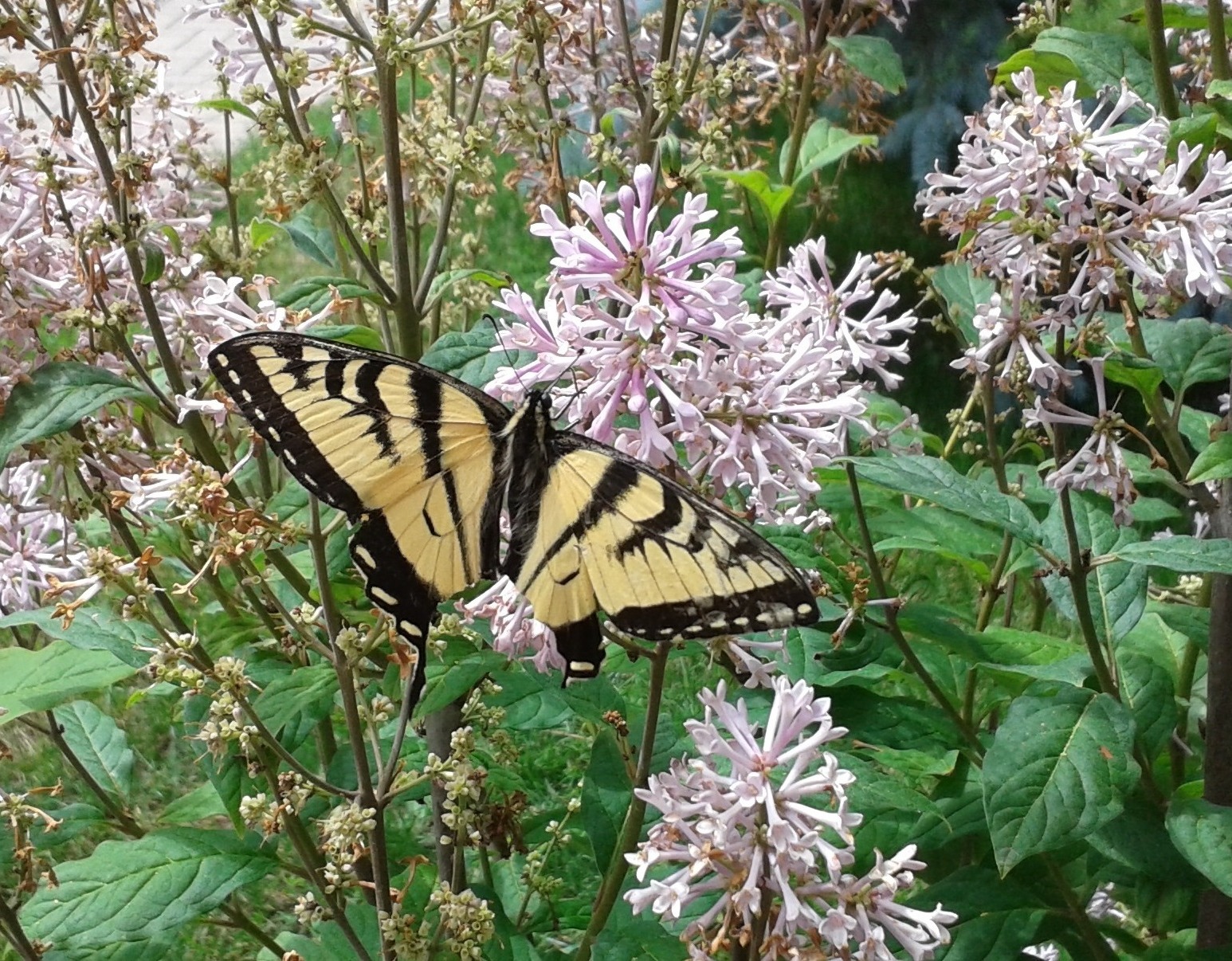 Butterfly in the lilacs