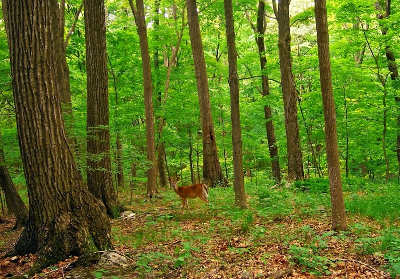 Deer in the forest