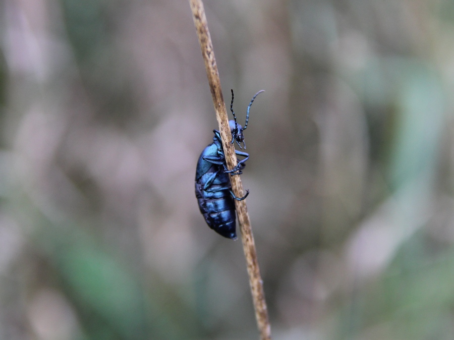 LIttle Blue Bug