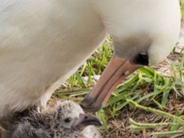 albatross and baby chick